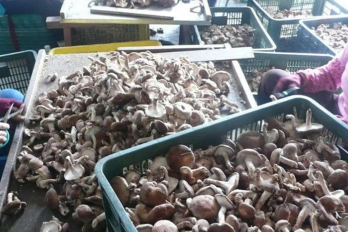 香菇烘干機(jī)專(zhuān)注蘑菇低成本智能烘干!_重復(fù)